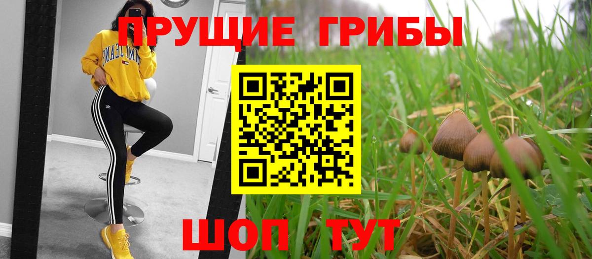 Канск  Псилоцибиновые грибы Psilocybine cubensis  Вход с VPN 